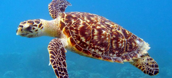 tortuga-carey-600×274
