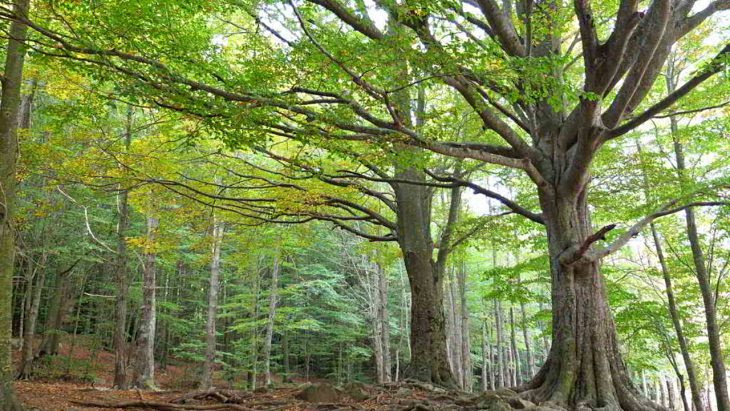Ecólogos de reputación mundial exigen un cambio radical en el manejo forestal