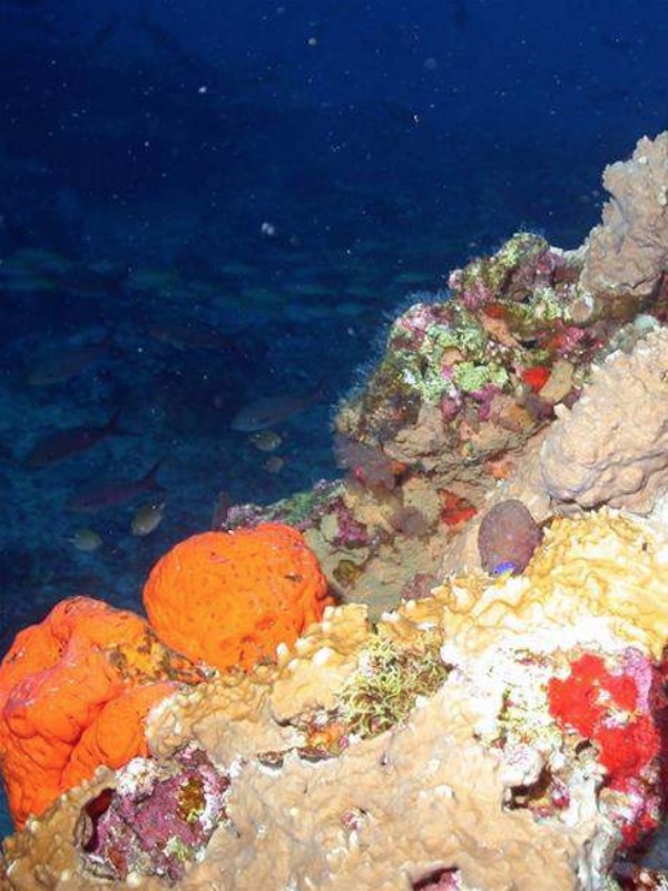 Minería submarina y sus efectos nefastos para el Planeta